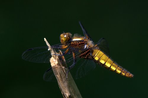 Female_Broad-bodied_Chaser